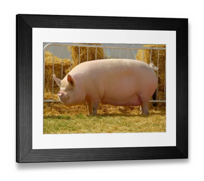 Framed Print : Domestic Pig, Middle White sow, Woodlands Lady, interbreed champion, Lancashire Show, England Framed Print : Domestic Pig, Middle White sow, Woodlands Lady, interbreed champion, Lancashire Show, England