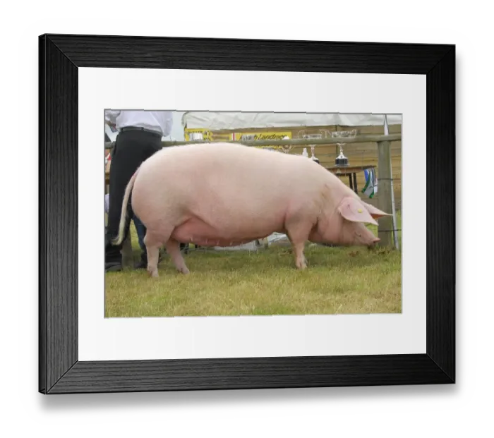 Framed Print : Domestic Pig, British Lop sow, Penllwyn Lulu 8, reserve champion of champions, Anglesey Show, Wales Framed Print : Domestic Pig, British Lop sow, Penllwyn Lulu 8, reserve champion of champions, Anglesey Show, Wales