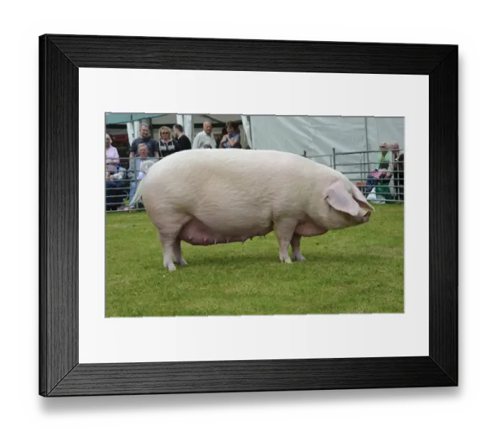 Framed Print : Domestic Pig, British Lop sow, Bakers Actress A, supreme champion, South of England Show, England Framed Print : Domestic Pig, British Lop sow, Bakers Actress A, supreme champion, South of England Show, England