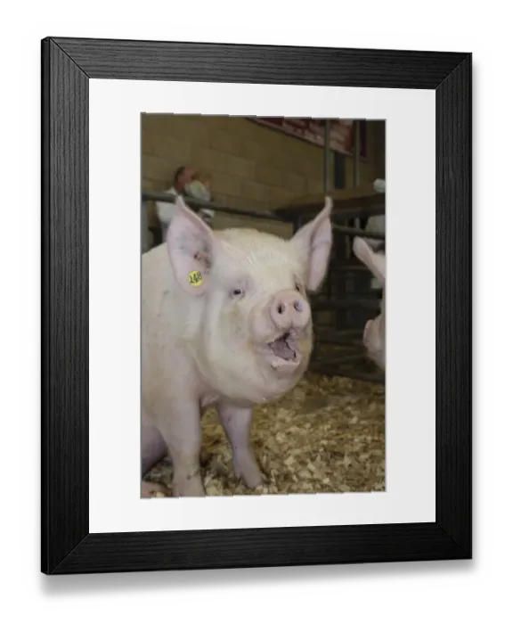 Framed Print : Domestic Pig, Middle White gilt, with mouth open, sitting in pen, National Pig Show and Sale, Ross-on-Wye Framed Print : Domestic Pig, Middle White gilt, with mouth open, sitting in pen, National Pig Show and Sale, Ross-on-Wye