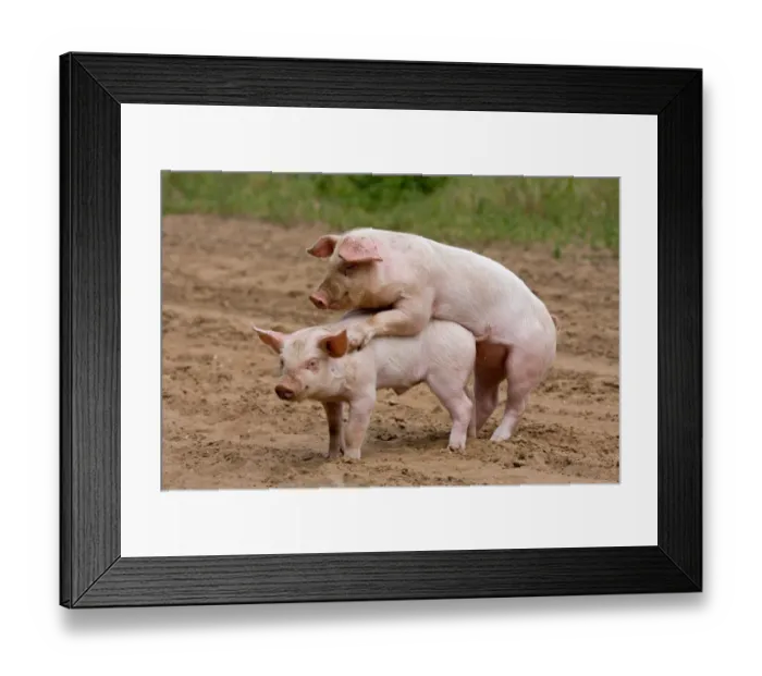 Framed Print : Domestic Pig, Large White x Landrace x Duroc, freerange piglets, playing, mounting sibling, on outdoor unit, England Framed Print : Domestic Pig, Large White x Landrace x Duroc, freerange piglets, playing, mounting sibling, on outdoor unit, England