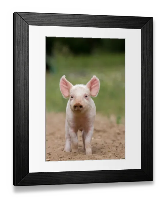 Framed Print : Domestic Pig, Large White x Landrace x Duroc, freerange piglet, standing, on outdoor unit, England, june Framed Print : Domestic Pig, Large White x Landrace x Duroc, freerange piglet, standing, on outdoor unit, England, june