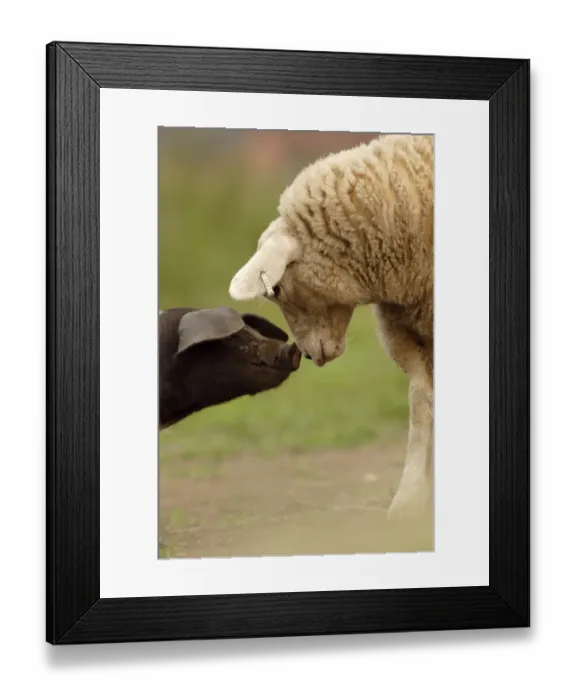 Framed Print : Domestic Pig, British Saddleback piglet, with lamb, sniffing each other, on organic farm, West Yorkshire, England, july