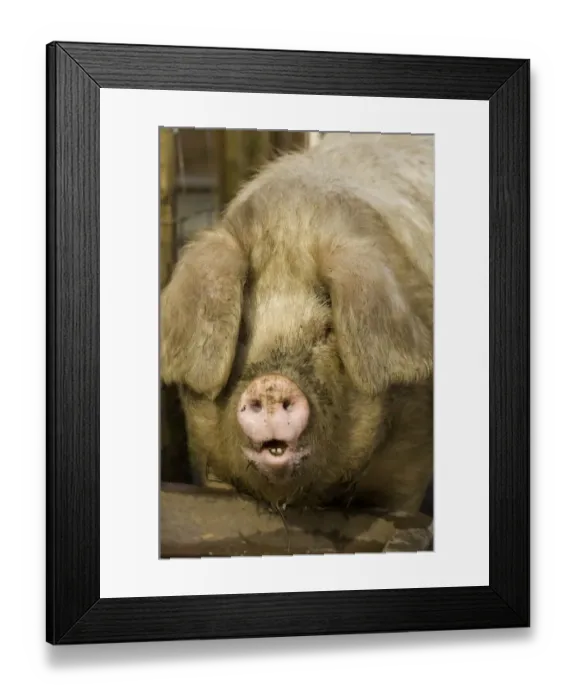 Framed Print : Domestic Pig, Gloucester Old Spot, adult, close-up of head, drinking at water trough, free-range pig, Cumbria, England Framed Print : Domestic Pig, Gloucester Old Spot, adult, close-up of head, drinking at water trough, free-range pig, Cumbria, England