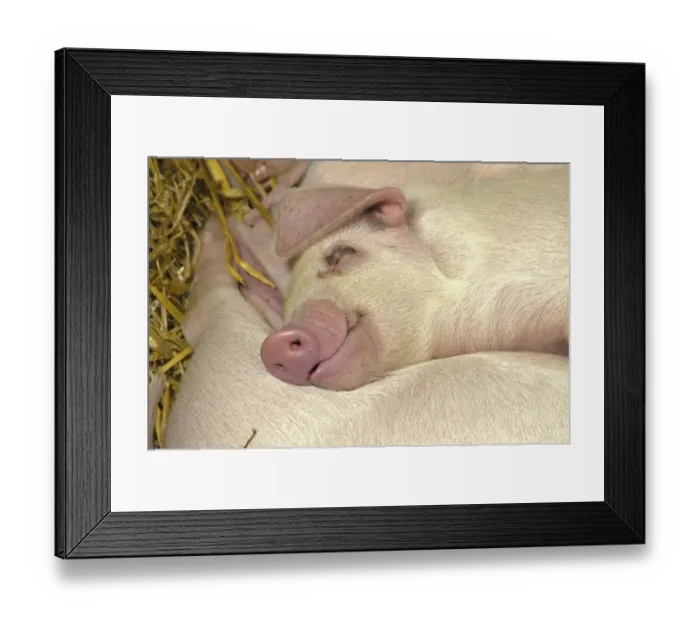 Framed Print : Domestic Pig, Gloucester Old Spot, piglets, sleeping, close-up of head, England