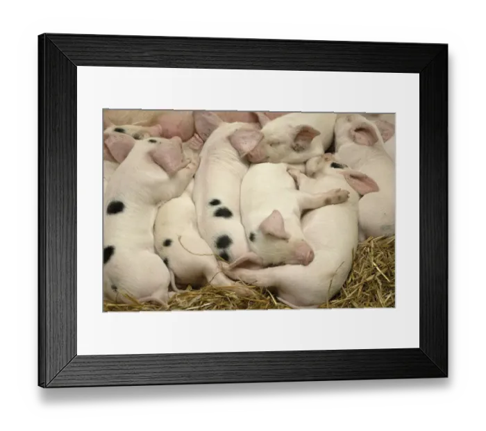 Framed Print : Domestic Pig, Gloucester Old Spot, piglets, sleeping, England Framed Print : Domestic Pig, Gloucester Old Spot, piglets, sleeping, England