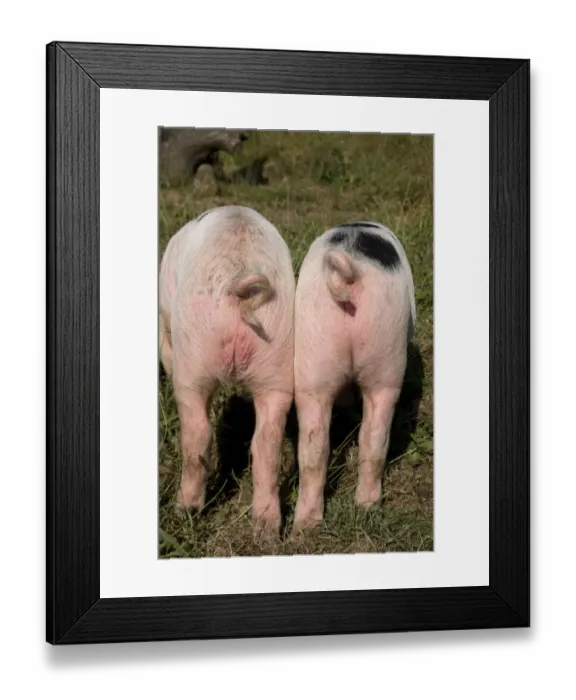 Framed Print : Domestic Pig, Gloucester Old Spot piglets, rumps and curly tails, freerange on smallholding, Kent, England, july Framed Print : Domestic Pig, Gloucester Old Spot piglets, rumps and curly tails, freerange on smallholding, Kent, England, july