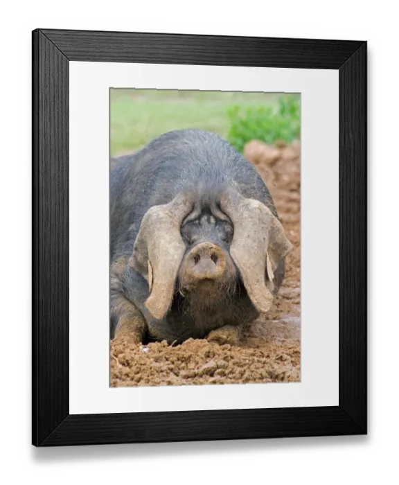 Framed Print : Domestic Pig, Large Black, free-range sow, close-up of head, wallowing in mud, England Framed Print : Domestic Pig, Large Black, free-range sow, close-up of head, wallowing in mud, England