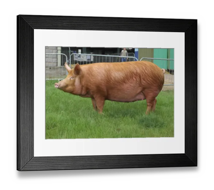 Framed Print : Domestic Pig, Tamworth gilt, Stoneymoor Golden Rose 6, show champion, Three Counties Show, England Framed Print : Domestic Pig, Tamworth gilt, Stoneymoor Golden Rose 6, show champion, Three Counties Show, England