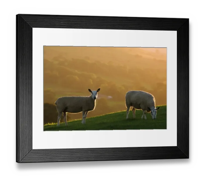 Framed Print : Domestic Sheep, Blue-faced Leicester, two ewes grazing on hillside, backlit by autumn sunlight, England Framed Print : Domestic Sheep, Blue-faced Leicester, two ewes grazing on hillside, backlit by autumn sunlight, England