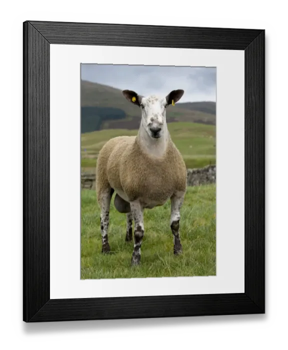 Framed Print : Domestic Sheep, Blue-faced Leicester, ram, standing in pasture, with ear tags, Cumbria, England, september Framed Print : Domestic Sheep, Blue-faced Leicester, ram, standing in pasture, with ear tags, Cumbria, England, september