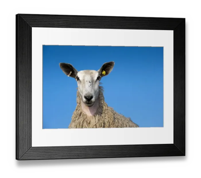 Framed Print : Domestic Sheep, Blue-faced Leicester, yearling female, close-up of head, in wool, England, march Framed Print : Domestic Sheep, Blue-faced Leicester, yearling female, close-up of head, in wool, England, march