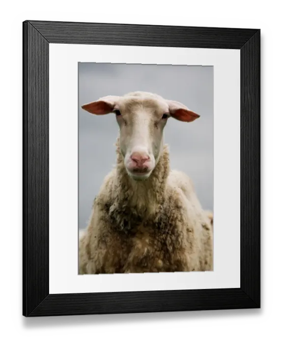 Framed Print : Domestic Sheep, Friesland Milk Sheep ewe, close-up of head, England