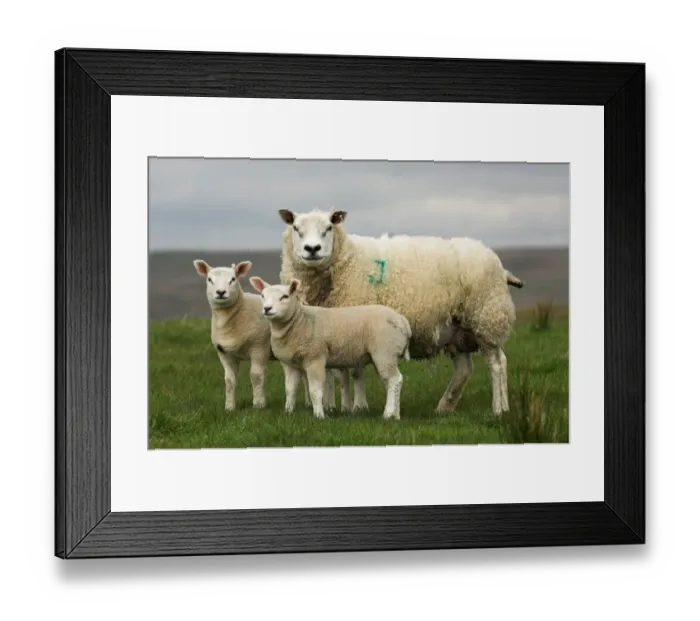 Framed Print : Domestic Sheep, Beltex x Texel ewe, with Beltex sired lambs, England Framed Print : Domestic Sheep, Beltex x Texel ewe, with Beltex sired lambs, England