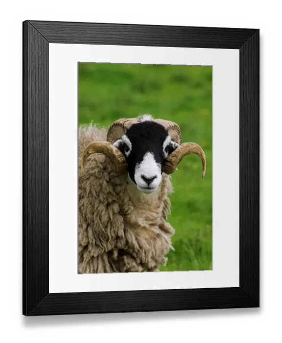 Framed Print : Domestic Sheep, Swaledale ram, close-up of head, in pasture, Cumbria, England