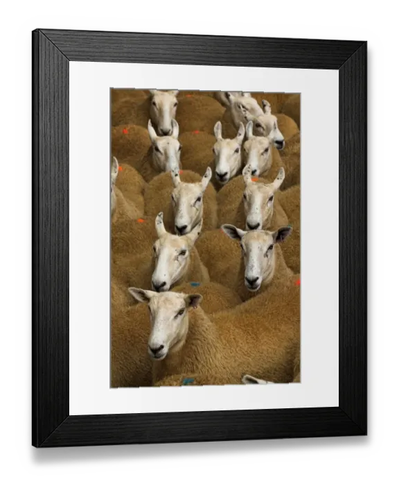 Framed Print : Domestic Sheep, Welsh mules, Welsh Mountain ewe x Blue-faced Leicester ram, flock, close-up of heads, Wales Framed Print : Domestic Sheep, Welsh mules, Welsh Mountain ewe x Blue-faced Leicester ram, flock, close-up of heads, Wales