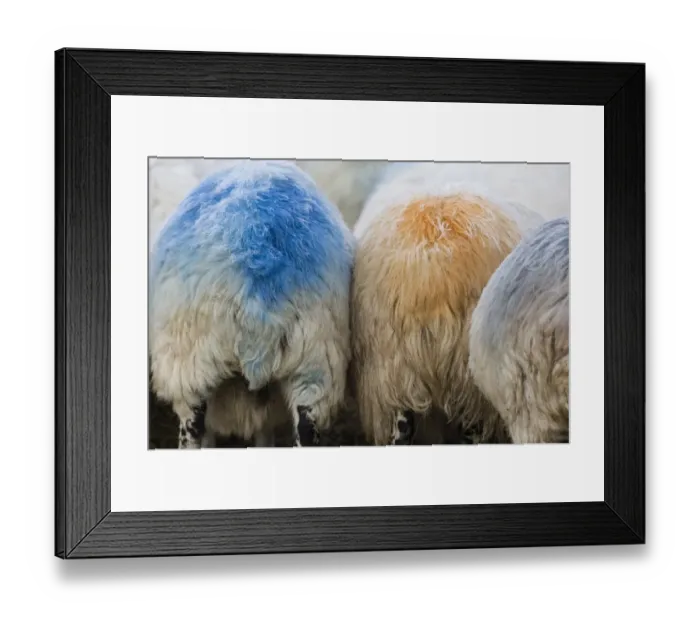 Framed Print : Domestic Sheep, ewes, close-up of rumps with colour mark from raddle, to indicate they have mated with ram, Cumbria Framed Print : Domestic Sheep, ewes, close-up of rumps with colour mark from raddle, to indicate they have mated with ram, Cumbria