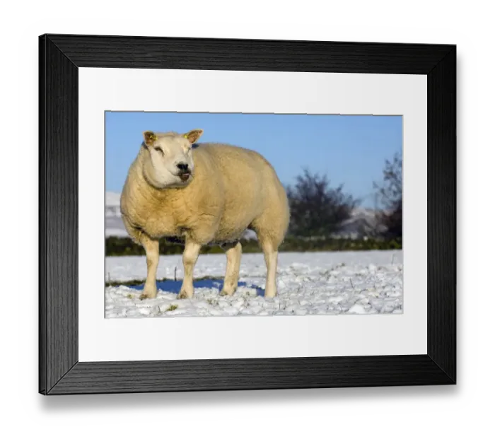 Framed Print : Domestic Sheep, Beltex, standing on snow covered pasture, Kirkby Stephen, Cumbria, England, winter Framed Print : Domestic Sheep, Beltex, standing on snow covered pasture, Kirkby Stephen, Cumbria, England, winter