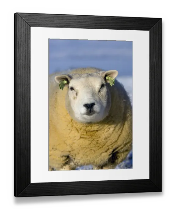 Framed Print : Domestic Sheep, Beltex, standing on snow covered pasture, close-up of head, Kirkby Stephen, Cumbria, England, winter Framed Print : Domestic Sheep, Beltex, standing on snow covered pasture, close-up of head, Kirkby Stephen, Cumbria, England, winter