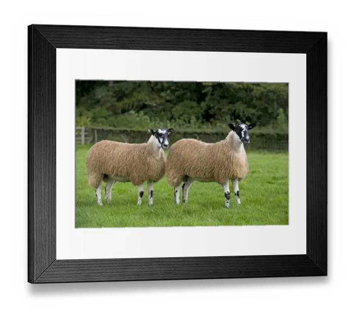 Framed Print : Domestic Sheep, North of England Mule gimmer lambs, two standing in pasture, Leyburn, North Yorkshire, England Framed Print : Domestic Sheep, North of England Mule gimmer lambs, two standing in pasture, Leyburn, North Yorkshire, England