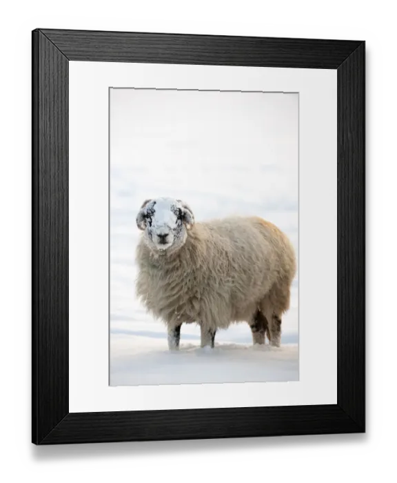 Framed Print : Domestic Sheep, Swaledale, adult, standing on snow in evening, Cumbria, England, winter Framed Print : Domestic Sheep, Swaledale, adult, standing on snow in evening, Cumbria, England, winter