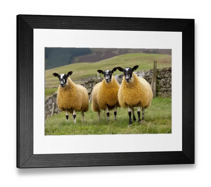 Framed Print : Domestic Sheep, Scotch mules, Blue-faced Leicester ram x Blackface ewe, three lambs, standing in pasture, Cumbria, England, september Framed Print : Domestic Sheep, Scotch mules, Blue-faced Leicester ram x Blackface ewe, three lambs, standing in pasture, Cumbria, England, september