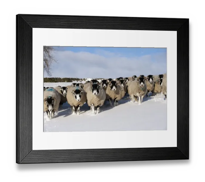 Framed Print : Domestic Sheep, Swaledale flock, walking in snow covered upland pasture, Cumbria, England, november Framed Print : Domestic Sheep, Swaledale flock, walking in snow covered upland pasture, Cumbria, England, november