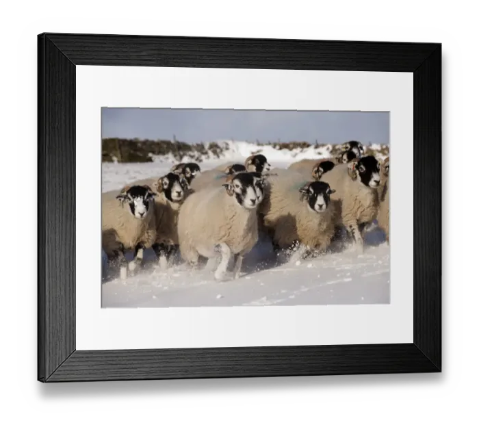 Framed Print : Domestic Sheep, Swaledale flock, running in snow covered upland pasture, Cumbria, England, november Framed Print : Domestic Sheep, Swaledale flock, running in snow covered upland pasture, Cumbria, England, november