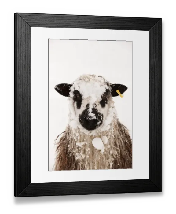 Framed Print : Domestic Sheep, Masham, adult, covered with snow, close-up of head, England, november Framed Print : Domestic Sheep, Masham, adult, covered with snow, close-up of head, England, november