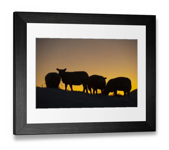 Framed Print : Domestic Sheep, four adults, feeding on hay in snow, silhouetted at sunset, England, december Framed Print : Domestic Sheep, four adults, feeding on hay in snow, silhouetted at sunset, England, december