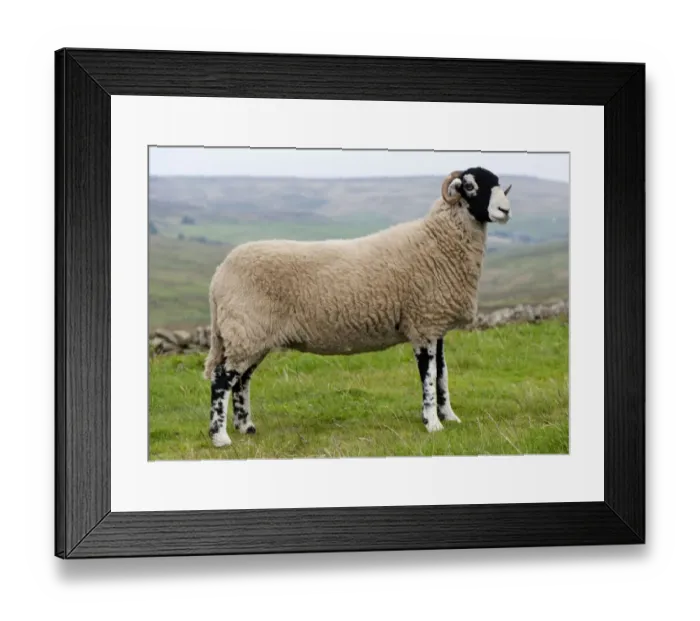 Framed Print : Domestic Sheep, Swaledale ewe, standing on moorland, England, september Framed Print : Domestic Sheep, Swaledale ewe, standing on moorland, England, september