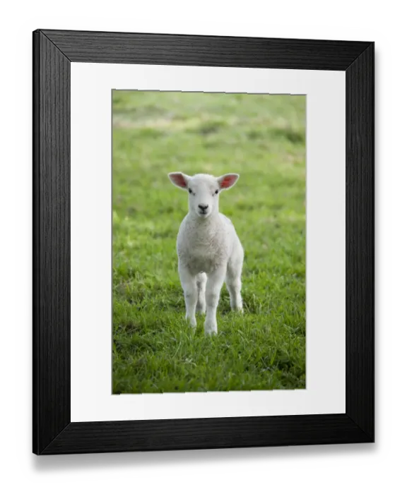 Framed Print : Domestic Sheep, Texel cross lamb, standing in pasture, Chipping, Lancashire, England, april Framed Print : Domestic Sheep, Texel cross lamb, standing in pasture, Chipping, Lancashire, England, april