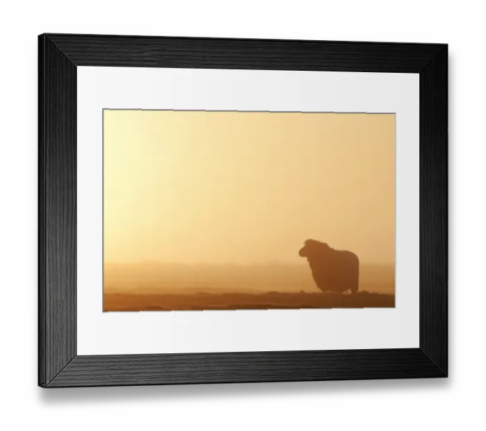 Framed Print : Domestic Sheep, Romney Sheep, adult, silhouetted on grazing marsh at sunrise, Elmley Marshes N. N. R Framed Print : Domestic Sheep, Romney Sheep, adult, silhouetted on grazing marsh at sunrise, Elmley Marshes N. N. R