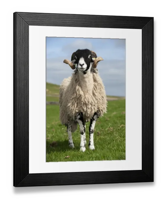 Framed Print : Domestic Sheep, Swaledale, ram, standing in pasture on hill farm, Cumbria, England, april Framed Print : Domestic Sheep, Swaledale, ram, standing in pasture on hill farm, Cumbria, England, april