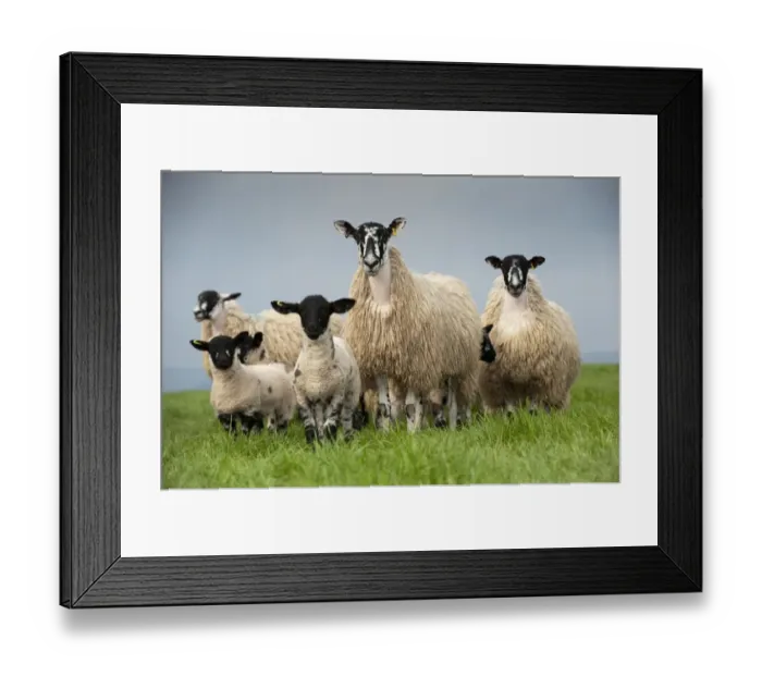 Framed Print : Domestic Sheep, mule hoggs with Suffolk sired lambs at foot, standing in pasture, England, may Framed Print : Domestic Sheep, mule hoggs with Suffolk sired lambs at foot, standing in pasture, England, may