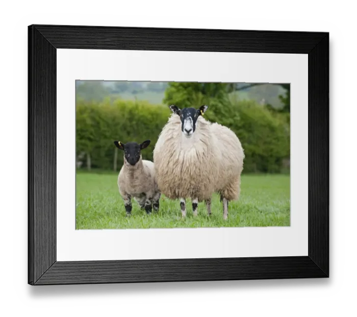 Framed Print : Domestic Sheep, mule hogg with Suffolk sired lamb at foot, standing in pasture, England, may Framed Print : Domestic Sheep, mule hogg with Suffolk sired lamb at foot, standing in pasture, England, may