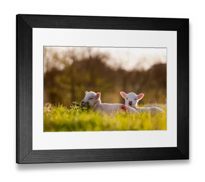 Framed Print : Domestic Sheep, two lambs, resting on pasture in morning sunshine, Northam, North Devon, England, april