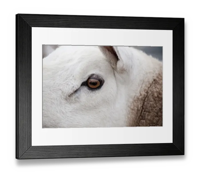 Framed Print : Domestic Sheep, Cheviot ram, close-up of head, England, june Framed Print : Domestic Sheep, Cheviot ram, close-up of head, England, june