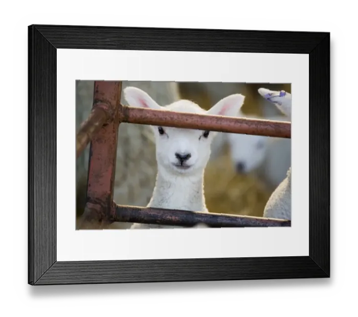 Framed Print : Domestic Sheep, lamb, close-up of head, looking out of pen, North Yorkshire, England, march Framed Print : Domestic Sheep, lamb, close-up of head, looking out of pen, North Yorkshire, England, march