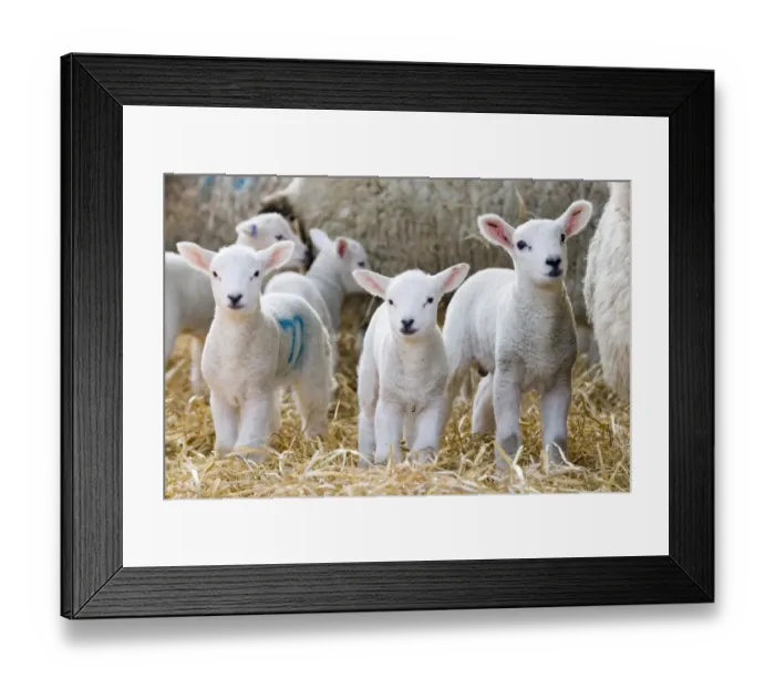 Framed Print : Domestic Sheep, lambs, standing with ewes on straw bedding, North Yorkshire, England, march Framed Print : Domestic Sheep, lambs, standing with ewes on straw bedding, North Yorkshire, England, march