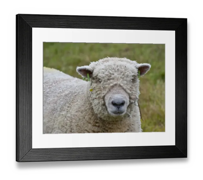 Framed Print : Domestic Sheep, Southdown shearling ram, close-up of head, with ear tags, Diss, Norfolk, England, august Framed Print : Domestic Sheep, Southdown shearling ram, close-up of head, with ear tags, Diss, Norfolk, England, august