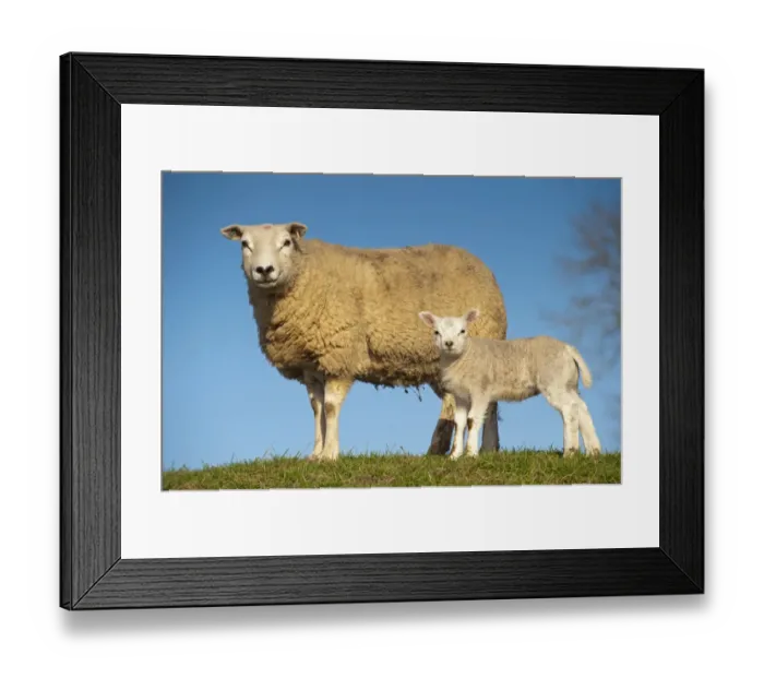 Framed Print : Domestic Sheep, Texel, ewe with lamb, standing in pasture, England, april Framed Print : Domestic Sheep, Texel, ewe with lamb, standing in pasture, England, april