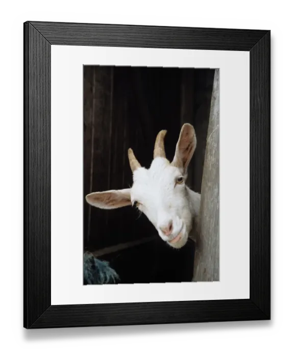 Framed Print : Goat looking round stable door Framed Print : Goat looking round stable door