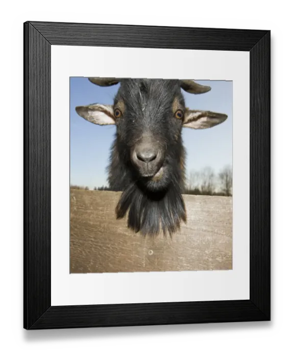 Framed Print : Domestic goat portrait, Capra hircus, Germany, Bavaria Framed Print : Domestic goat portrait, Capra hircus, Germany, Bavaria