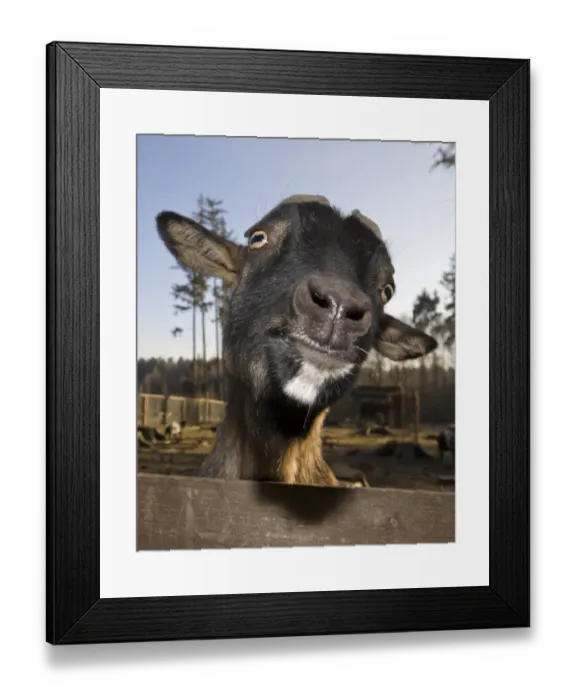 Framed Print : Domestic goat portrait, Capra hircus, Germany, Bavaria Framed Print : Domestic goat portrait, Capra hircus, Germany, Bavaria