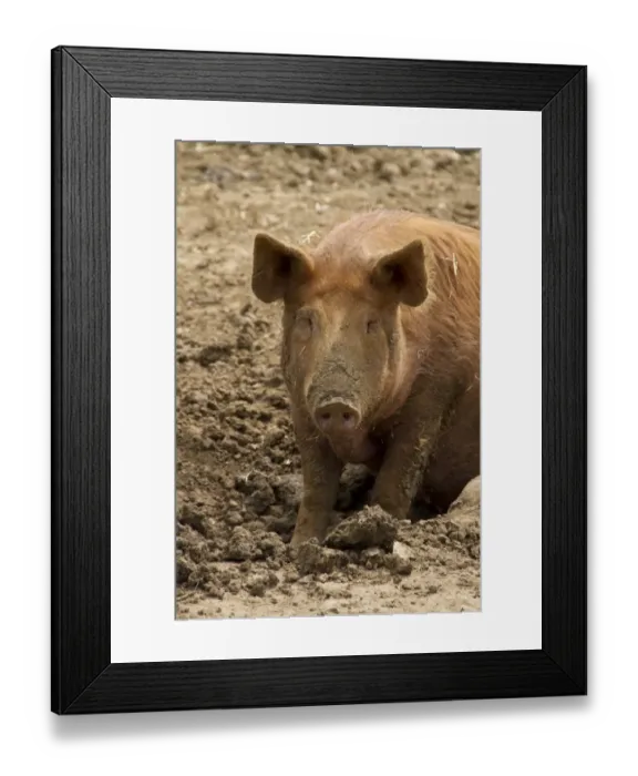 Framed Print : Tamworth Pig in mud Framed Print : Tamworth Pig in mud