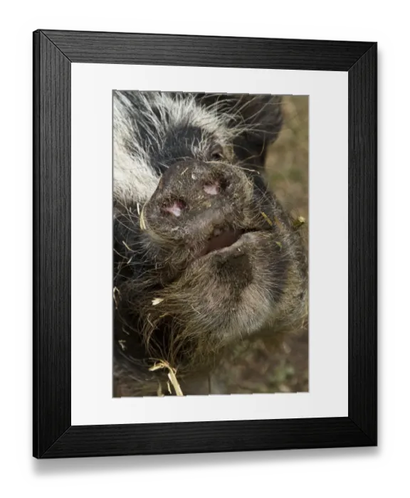 Framed Print : Kune kune pig boar nose Framed Print : Kune kune pig boar nose