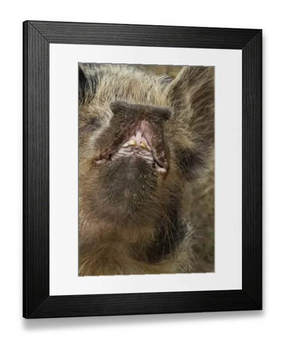 Framed Print : Domestic Pig, Kune Kune, close-up of open mouth Framed Print : Domestic Pig, Kune Kune, close-up of open mouth