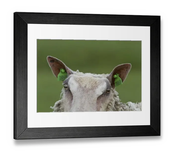 Framed Print : Domestic sheep with ear tags
