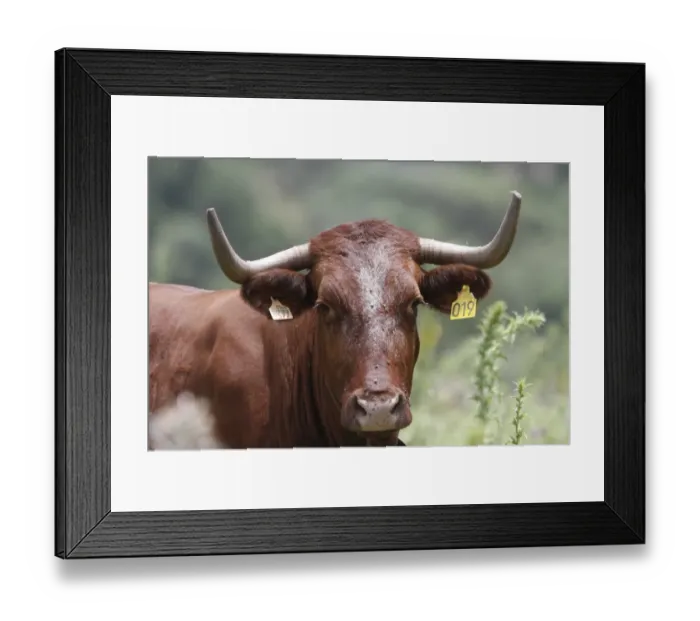 Framed Print : Domestic Cattle, Andalucian Long horned cattle, with ear tags - Spain Framed Print : Domestic Cattle, Andalucian Long horned cattle, with ear tags - Spain